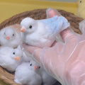 Handmade Silicone Birds Stress Relief Squishy Toy — White / Pink / Blue & More – product image 7