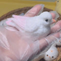 Handmade Silicone Birds Stress Relief Squishy Toy — White / Pink / Blue & More – product image 6
