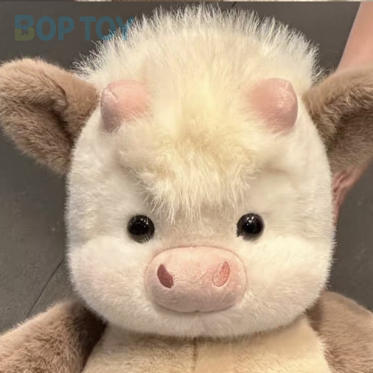 Close-up of the milk coffee calf plush face, short horns and fluffy fringe